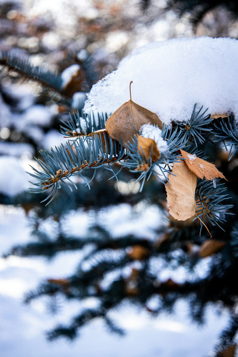 brown dried leaves on snow covered ground