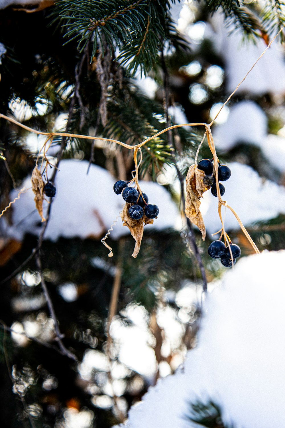 black and brown fruit hanging on tree branch