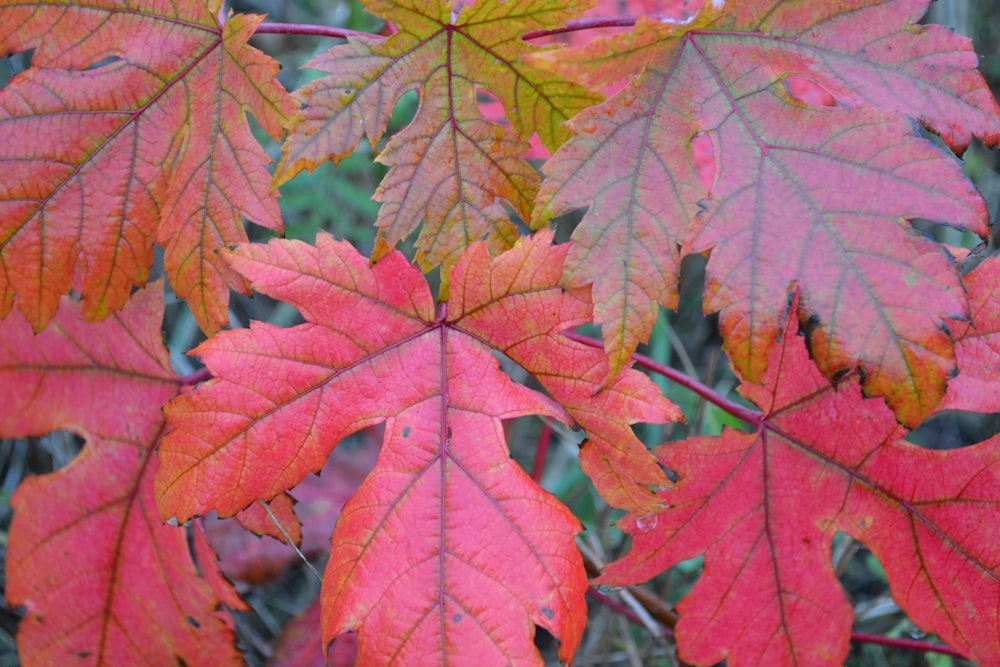 red and yellow maple leaves