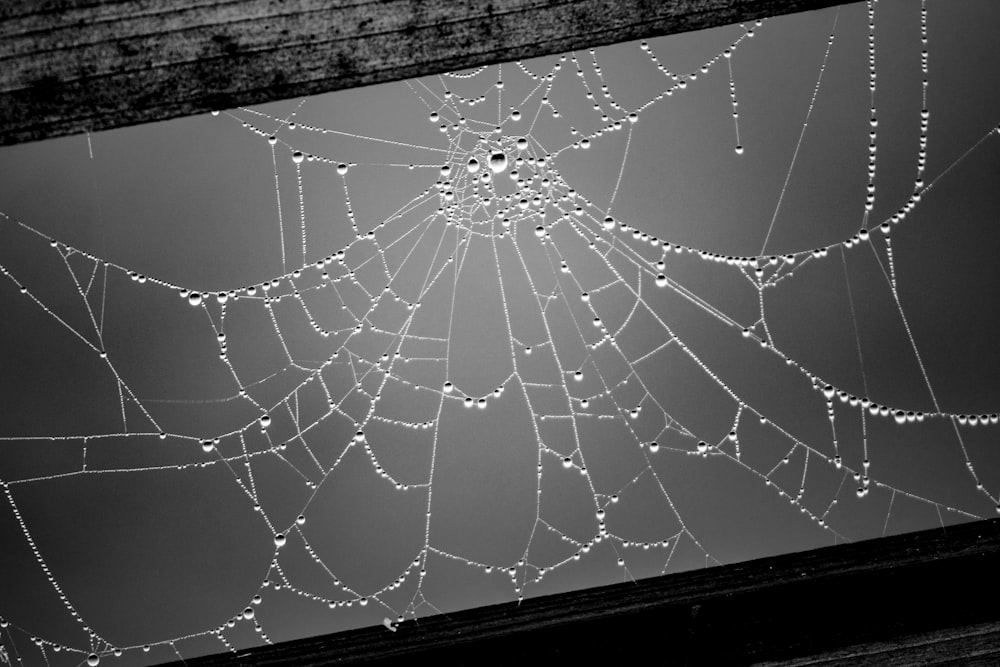 spider web on brown wooden post