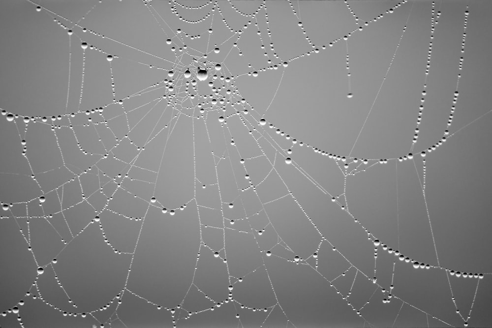 물방울이있는 거미줄