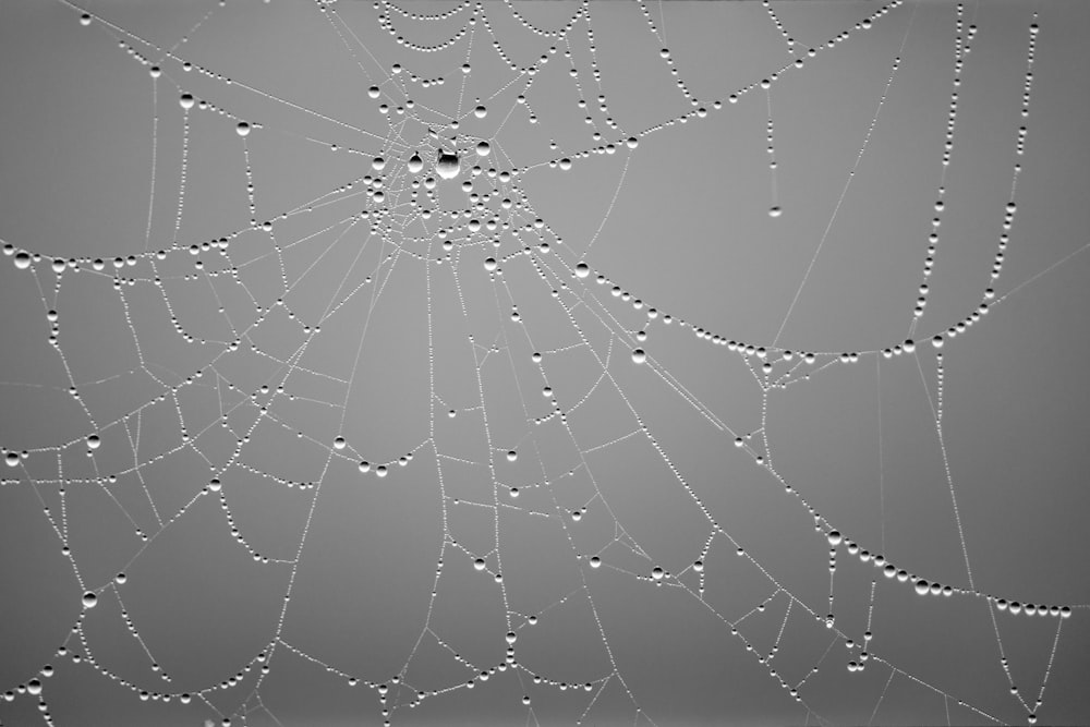 spider web with water droplets