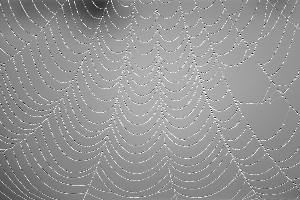 water droplets on spider web in close up photography photo – Free Grey  Image on Unsplash