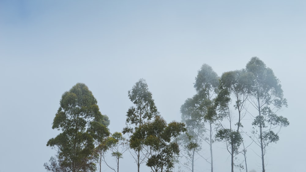 green trees under white sky during daytime