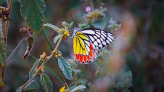 Colorful butterflies native to Costa Rica in a natural habitat.