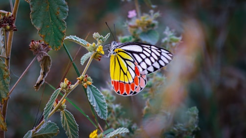 Colorful butterflies native to Costa Rica in a natural habitat.