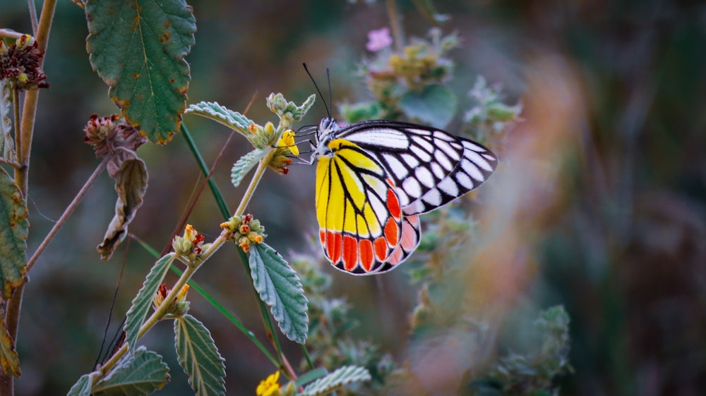 yellow and black butterfly perched on yellow flower