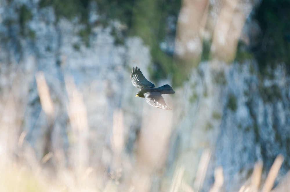 black and white bird flying during daytime