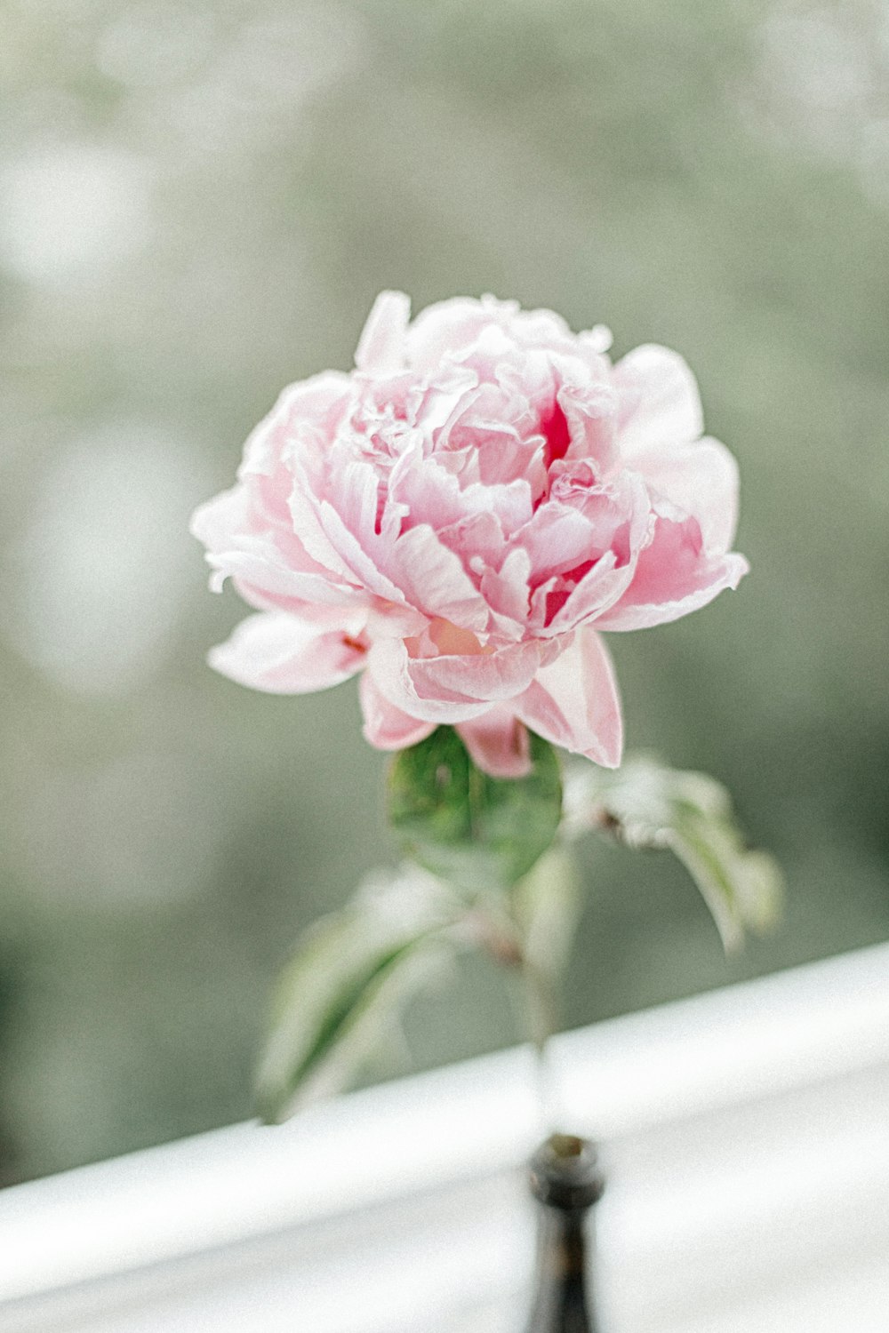 pink flower in tilt shift lens