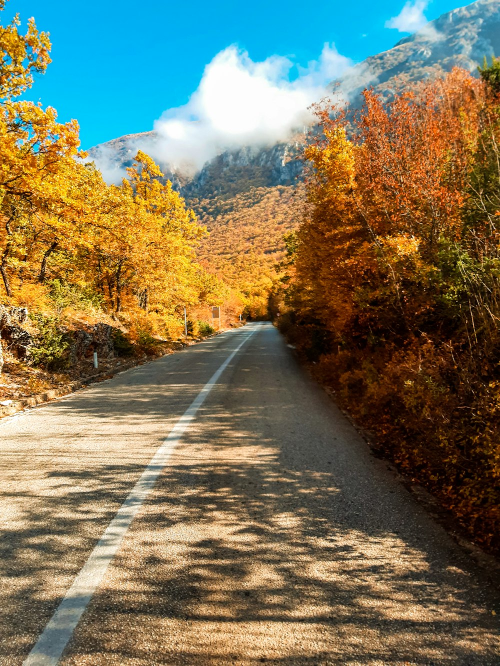 gray concrete road between green and brown trees under blue sky during daytime