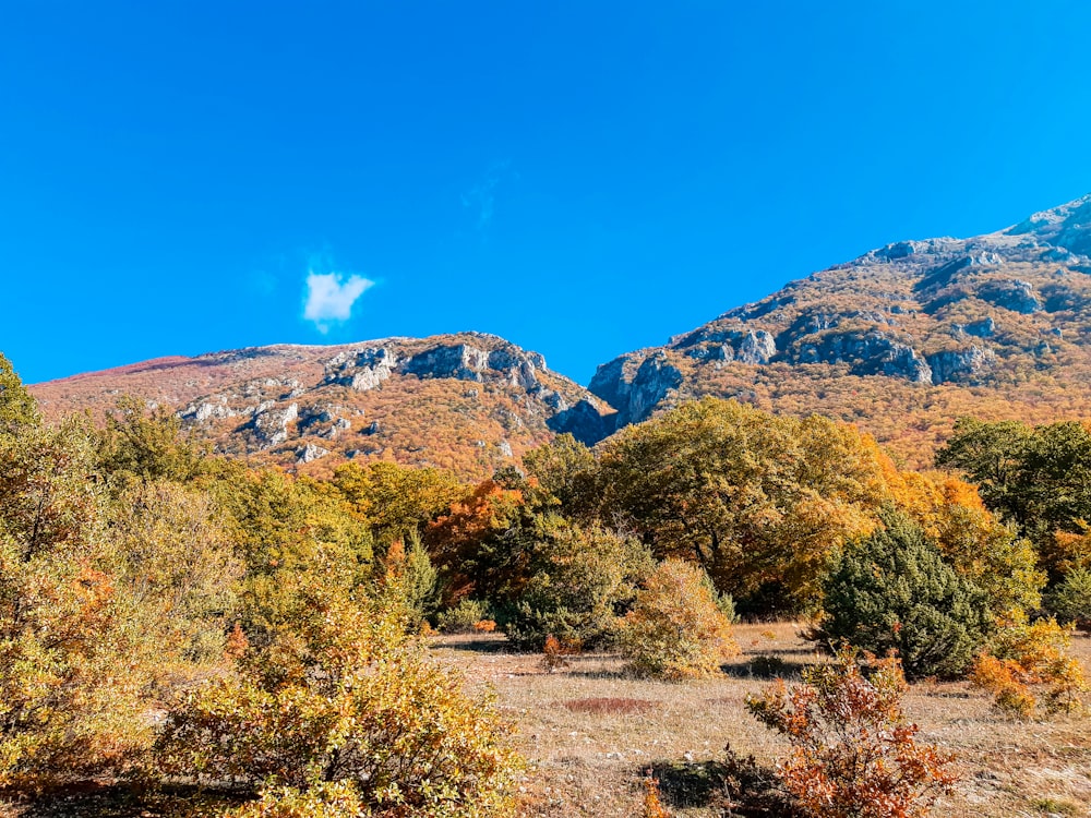 green trees on hill under blue sky during daytime