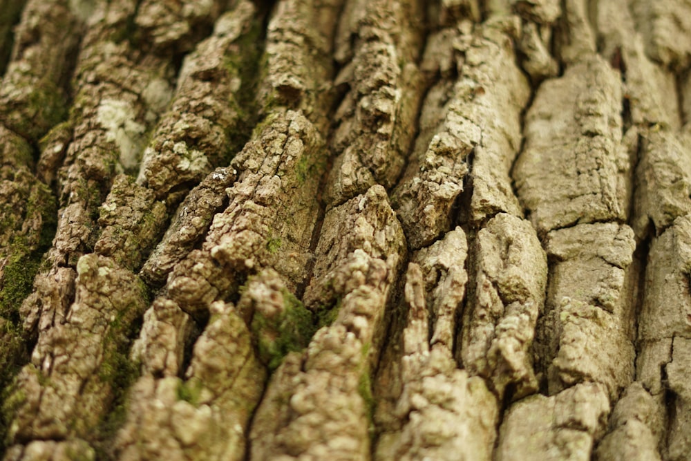 brown and green moss on brown tree trunk