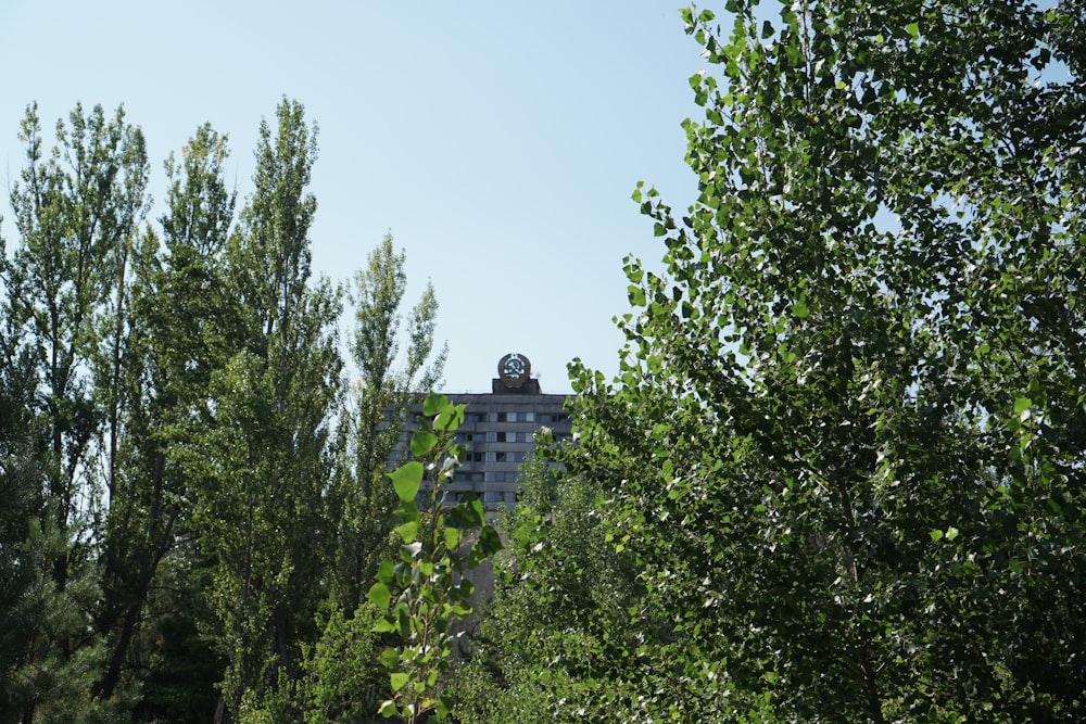 green trees near white concrete building during daytime