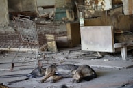 german shepherd lying on ground beside white metal cage