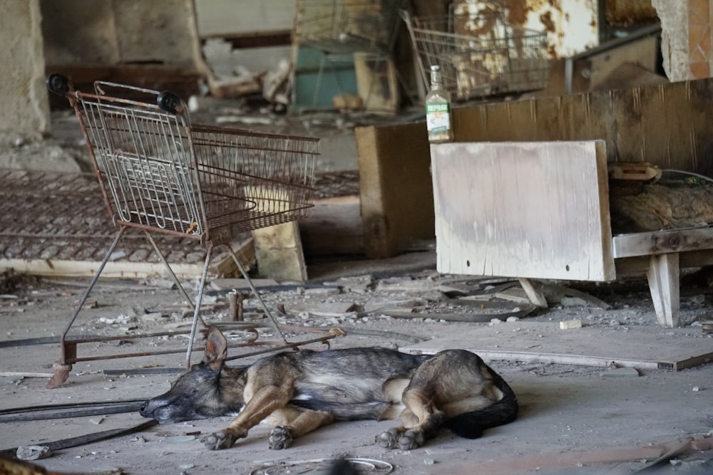 german shepherd lying on ground beside white metal cage