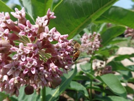 A bee gathers nectar from a cluster of pink flowers surrounded by lush green leaves. The delicate petals form a spherical shape that contrasts with the bee's striped body, creating a harmonious scene of nature. Bright sunlight highlights the textures and colors vividly.