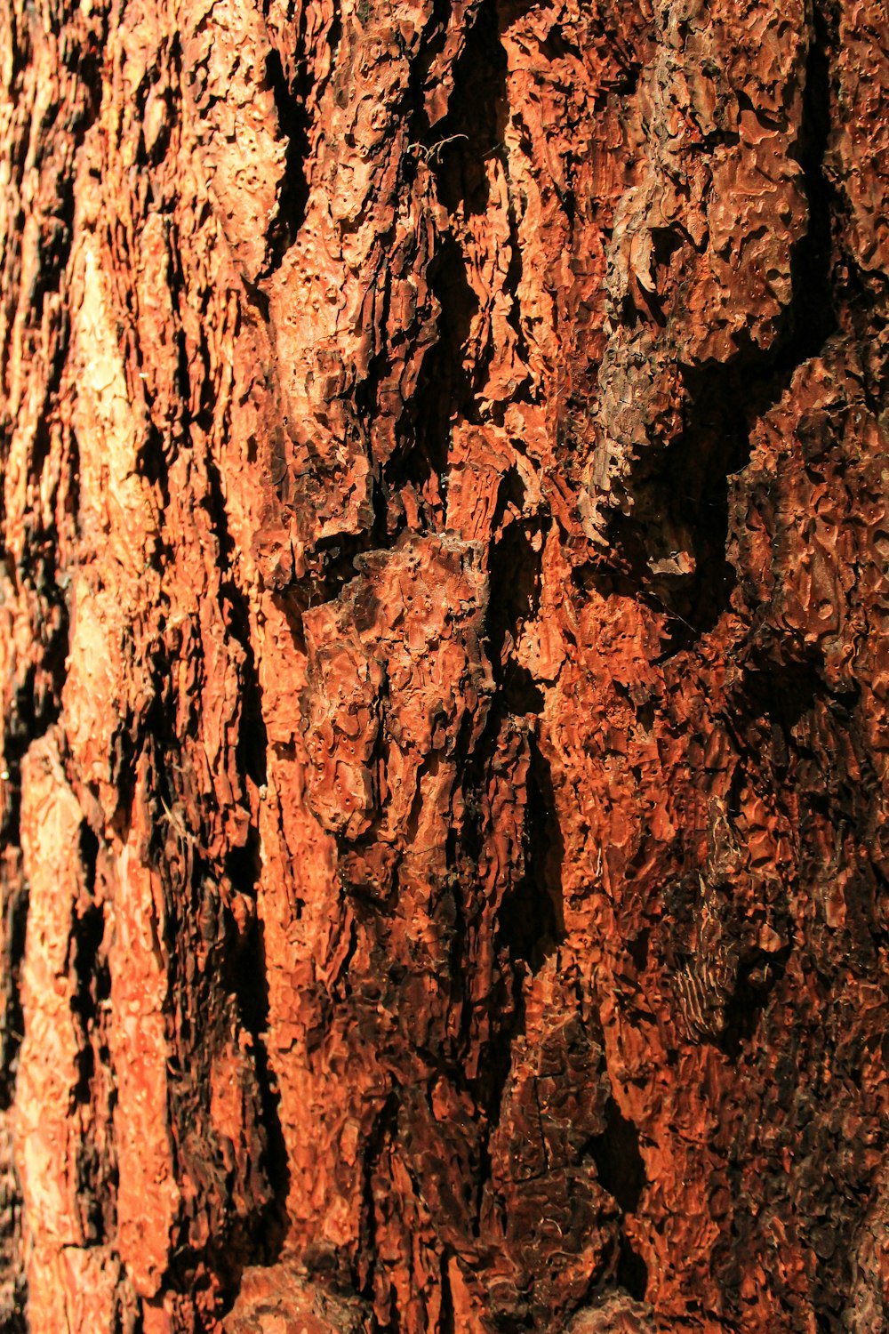 brown and black tree trunk