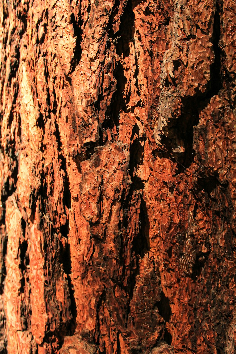 tronc d’arbre brun et noir