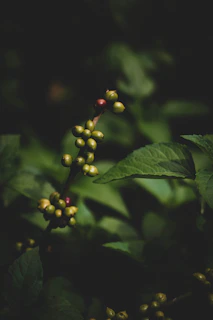 green and red round fruits