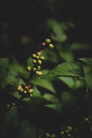 green and red round fruits