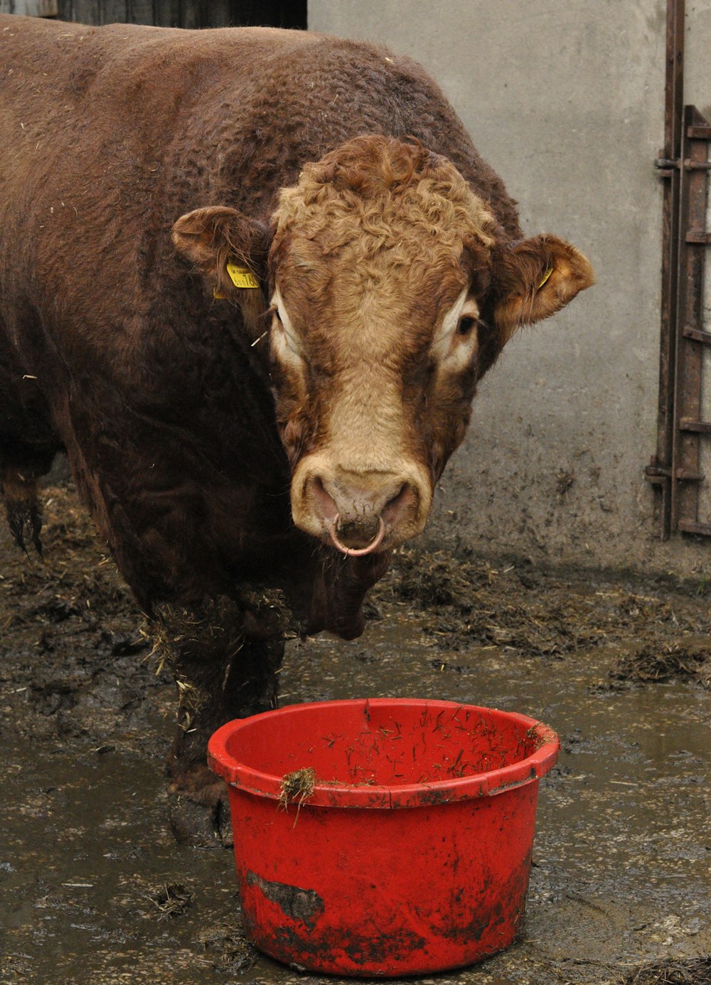 brown cow eating on red plastic bucket