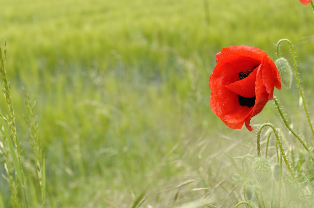 flor roja en medio de un campo de hierba verde