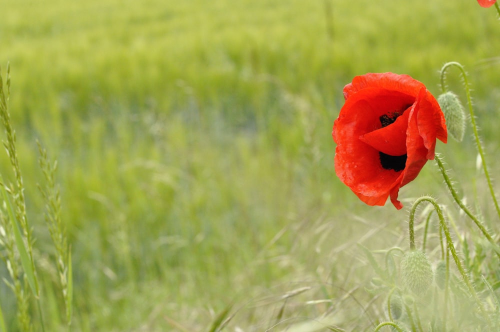 fleur rouge au milieu d’un champ d’herbe verte