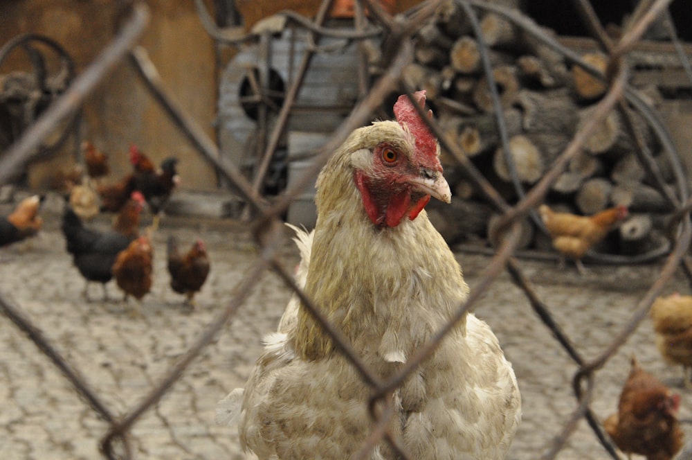 pollo bianco su gabbia metallica grigia