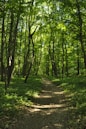 green grass and trees during daytime