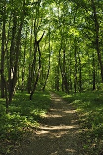 green grass and trees during daytime