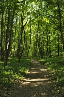 green grass and trees during daytime