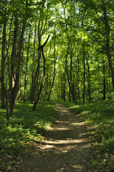 green grass and trees during daytime