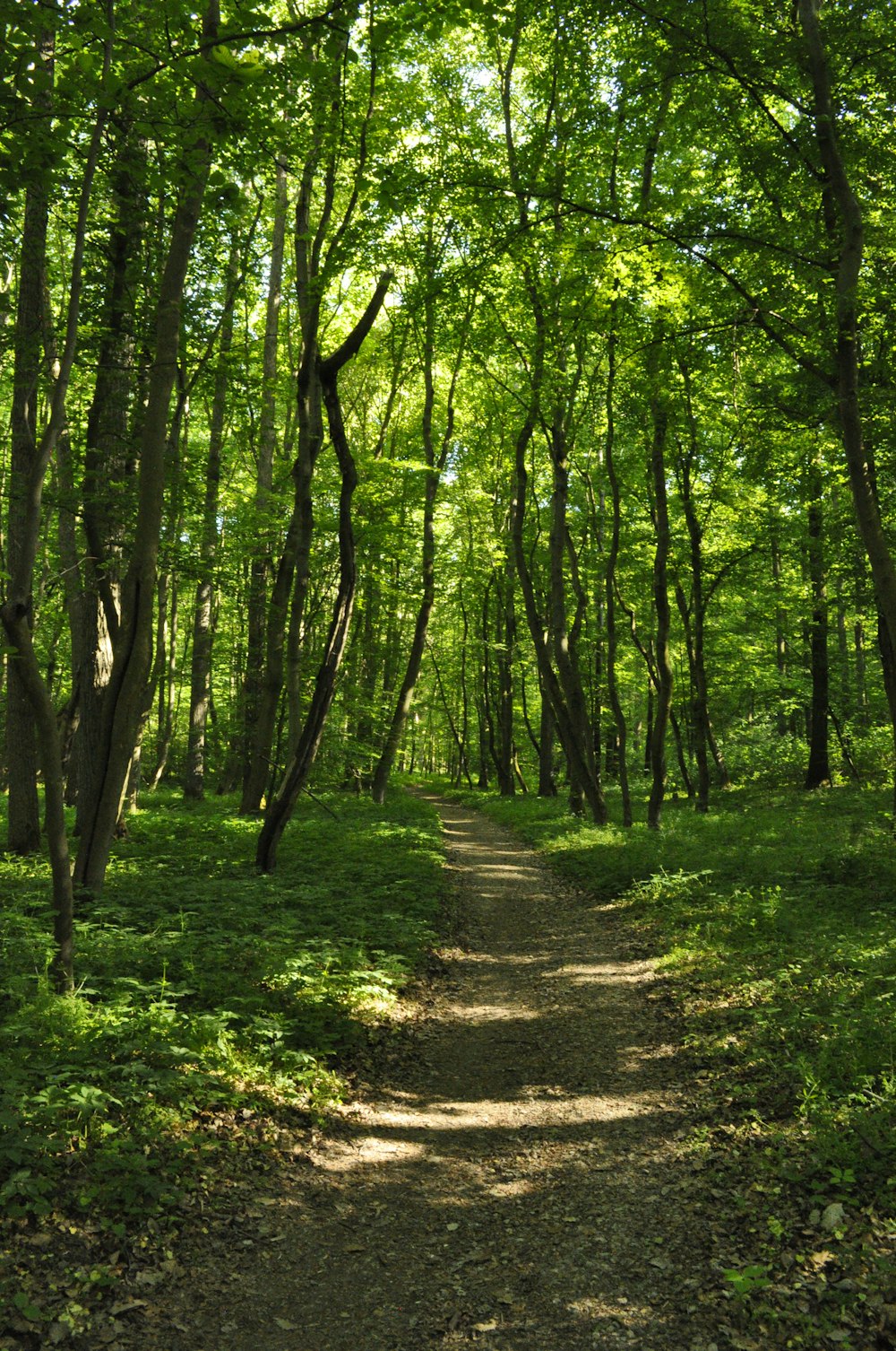 Herbe verte et arbres pendant la journée