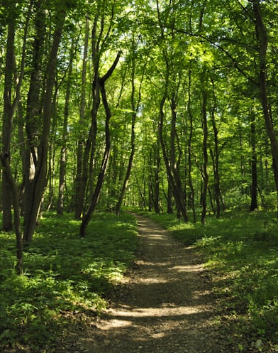 green grass and trees during daytime