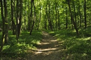 green grass and brown trees during daytime