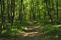 green grass and brown trees during daytime