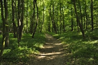 green grass and brown trees during daytime