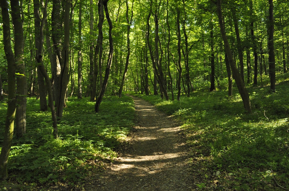 Herbe verte et arbres bruns pendant la journée