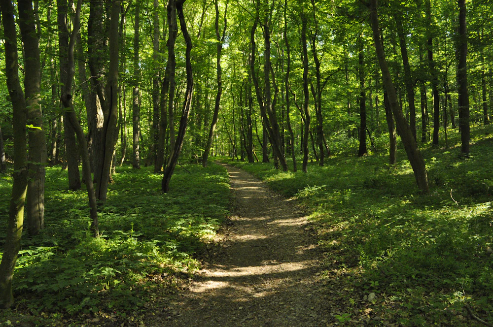 Grassy path through green woods