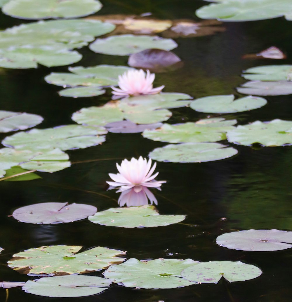 purple lotus flower on water