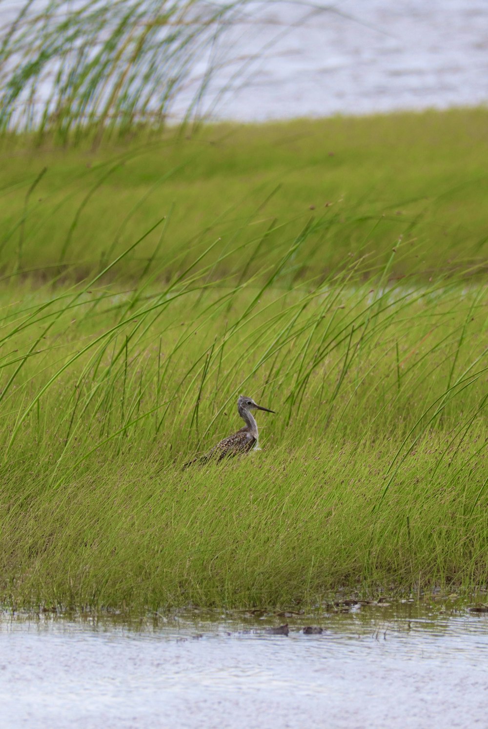 brown and white bird on green grass field during daytime