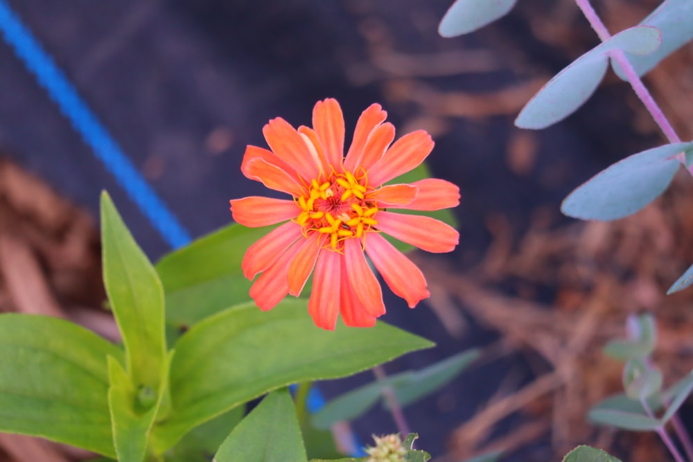 orange flower in tilt shift lens