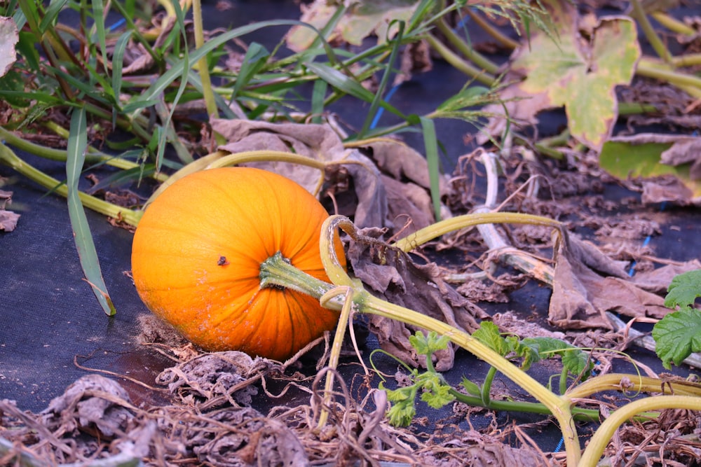 orange pumpkin on brown dried leaves