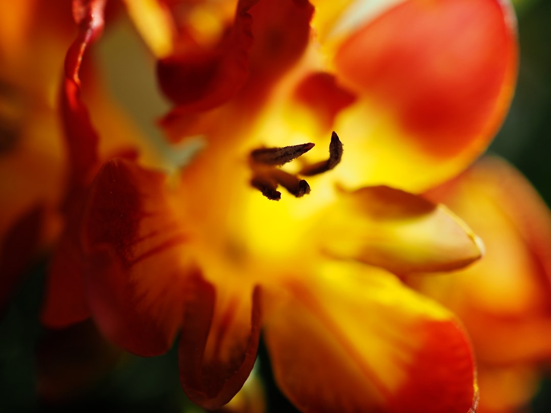 yellow and red flower in macro shot