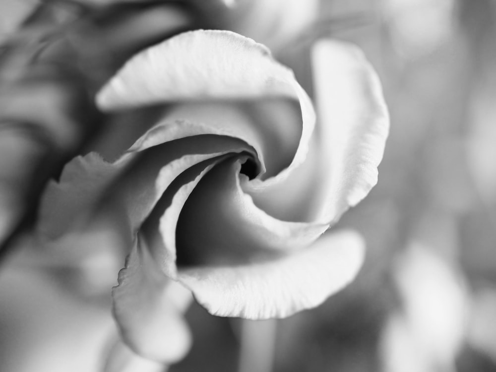 バラの花のグレースケール写真