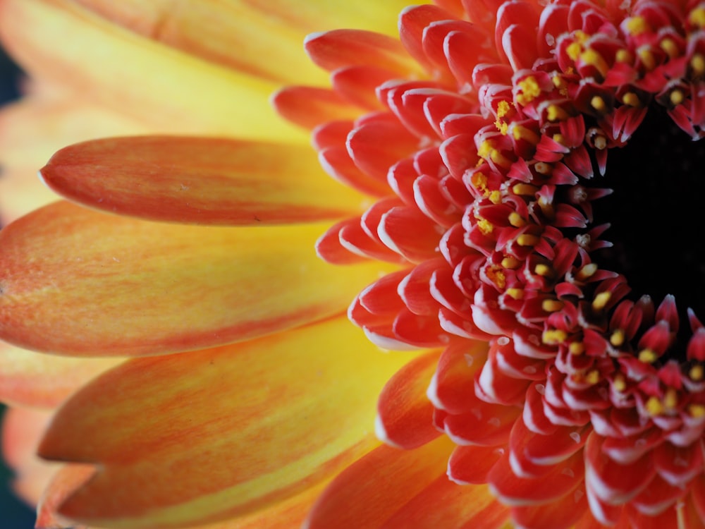 orange flower in macro shot