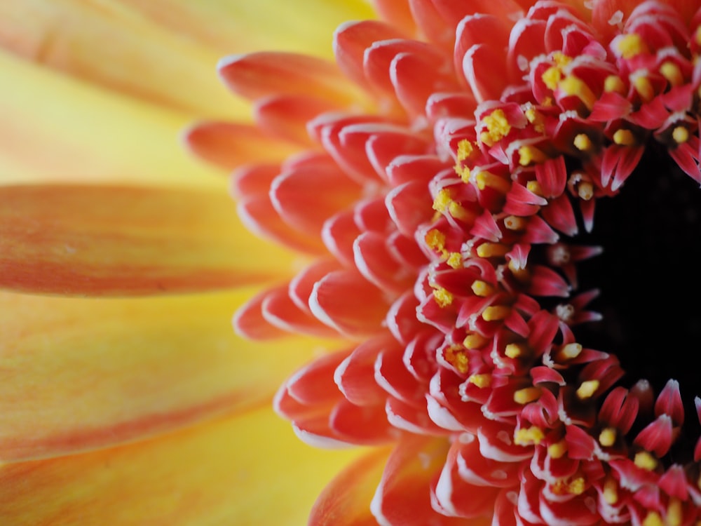yellow and red flower in macro photography