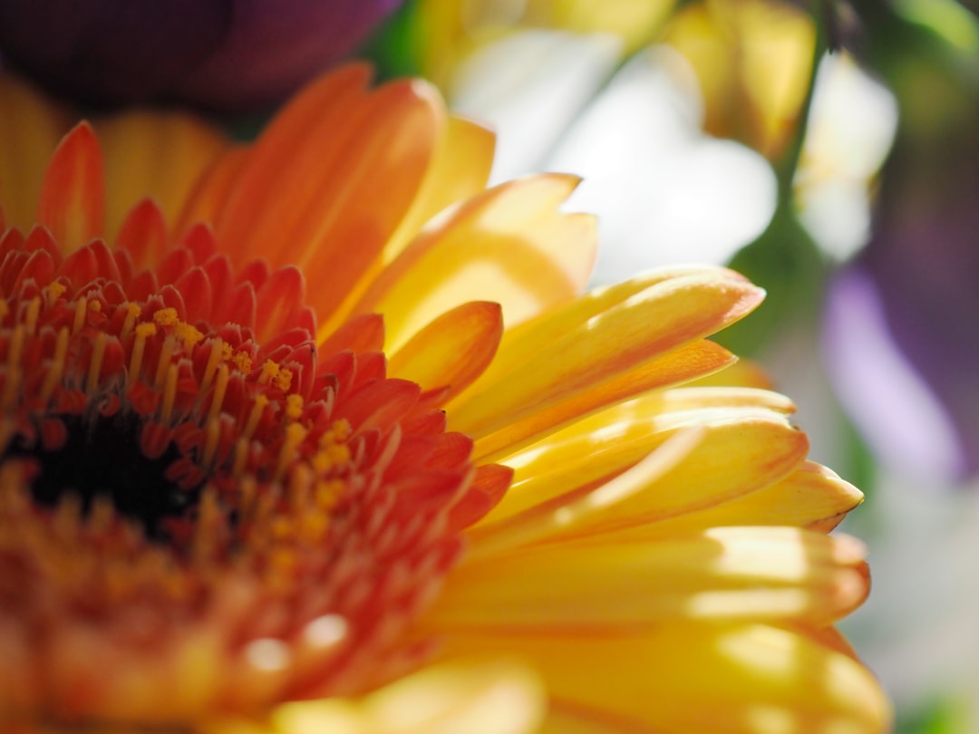 yellow daisy in bloom during daytime