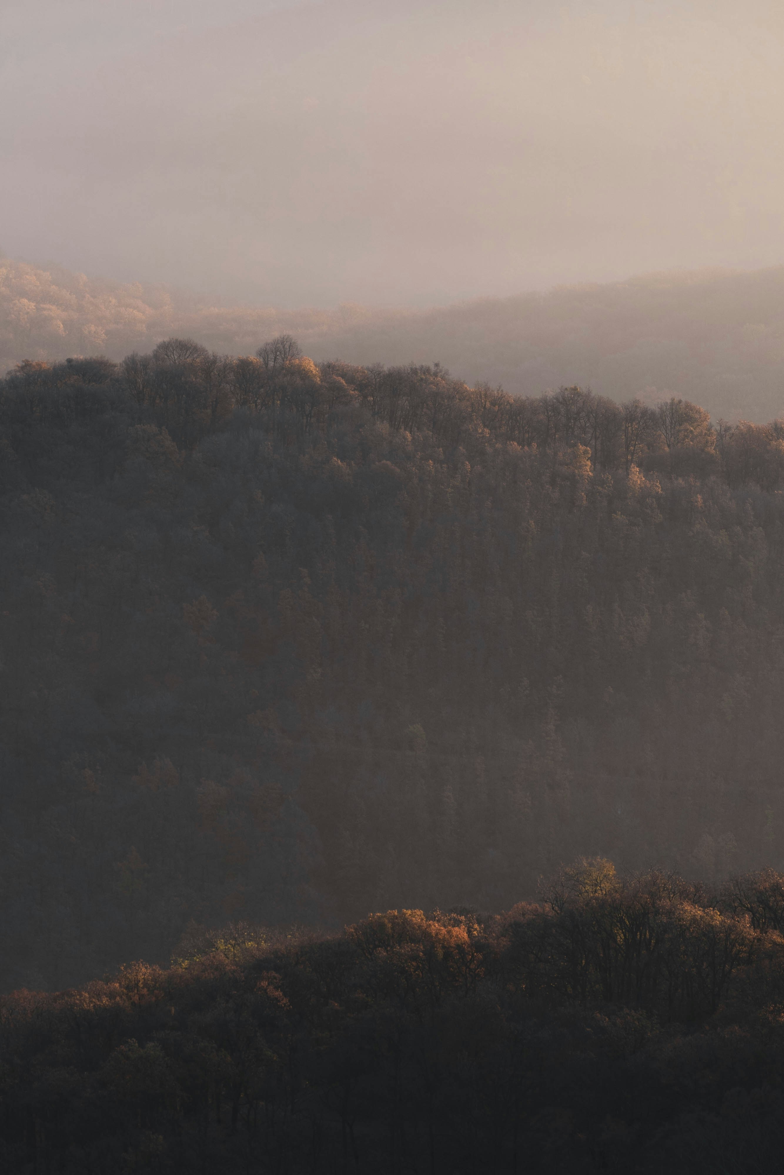green trees on mountain during daytime
