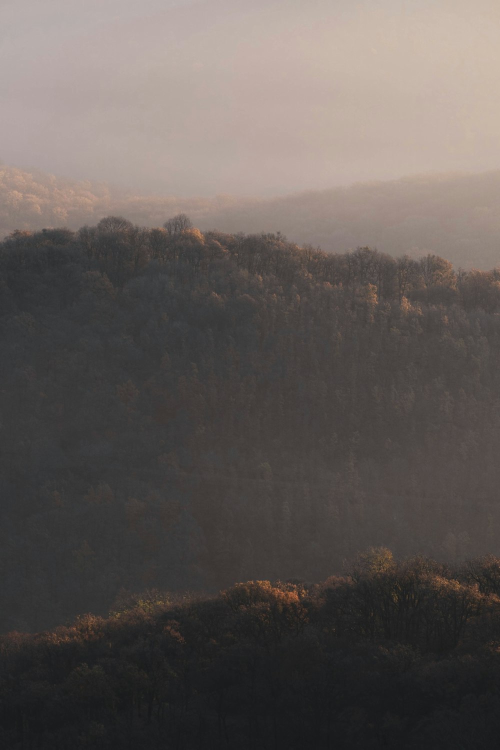 green trees on mountain during daytime